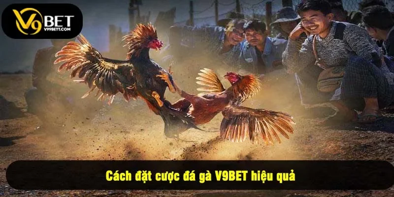 Cách đặt cược đá gà V9BET hiệu quả