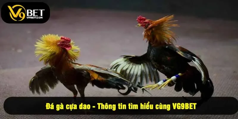Đá gà cựa dao - Thông tin tìm hiểu cùng VG9BET