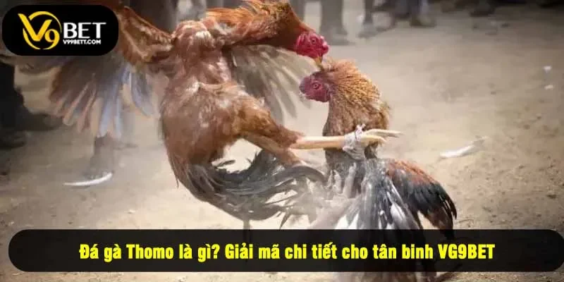 Đá gà Thomo là gì? Giải mã chi tiết cho tân binh VG9BET