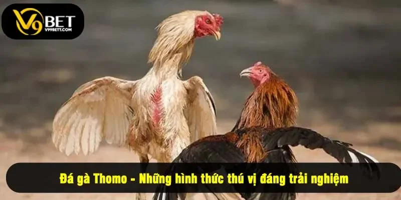 Đá gà Thomo - Những hình thức thú vị đáng trải nghiệm