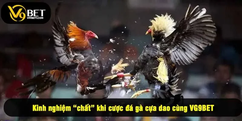 Kinh nghiệm “chất” khi cược đá gà cựa dao cùng VG9BET