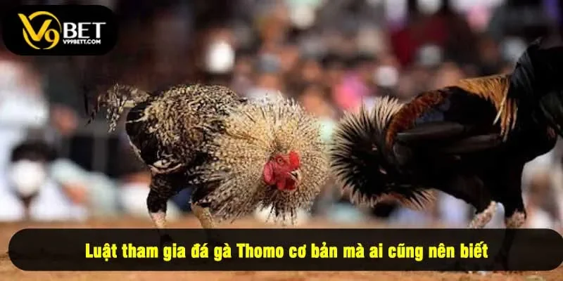Luật tham gia đá gà Thomo cơ bản mà ai cũng nên biết