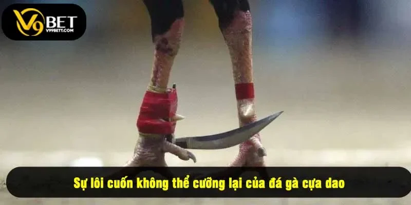 Sự lôi cuốn không thể cưỡng lại của đá gà cựa dao