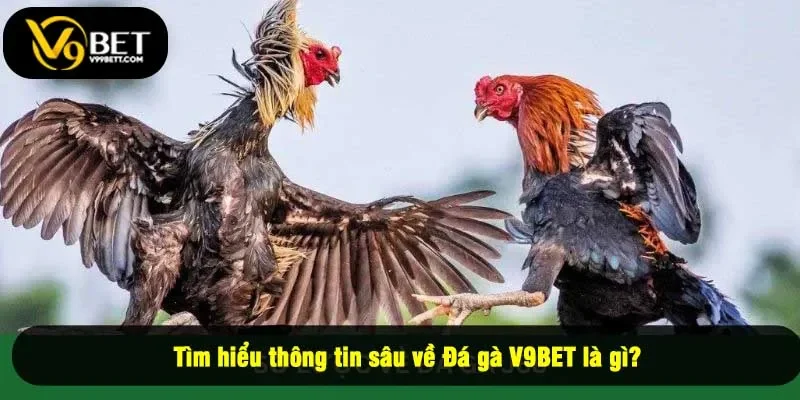 Tìm hiểu thông tin sâu về Đá gà V9BET là gì?